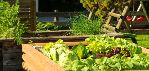 Salat & Kräuter - frisch aus dem Garten